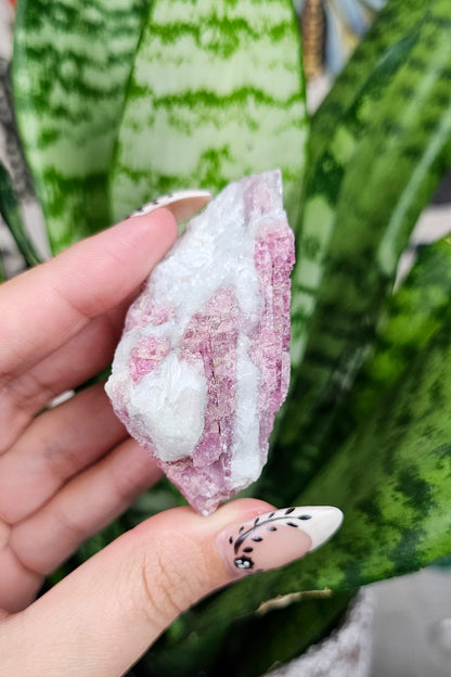 Pink Tourmaline × Quartz Specimens
